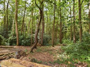 Wooded Garden- click for photo gallery